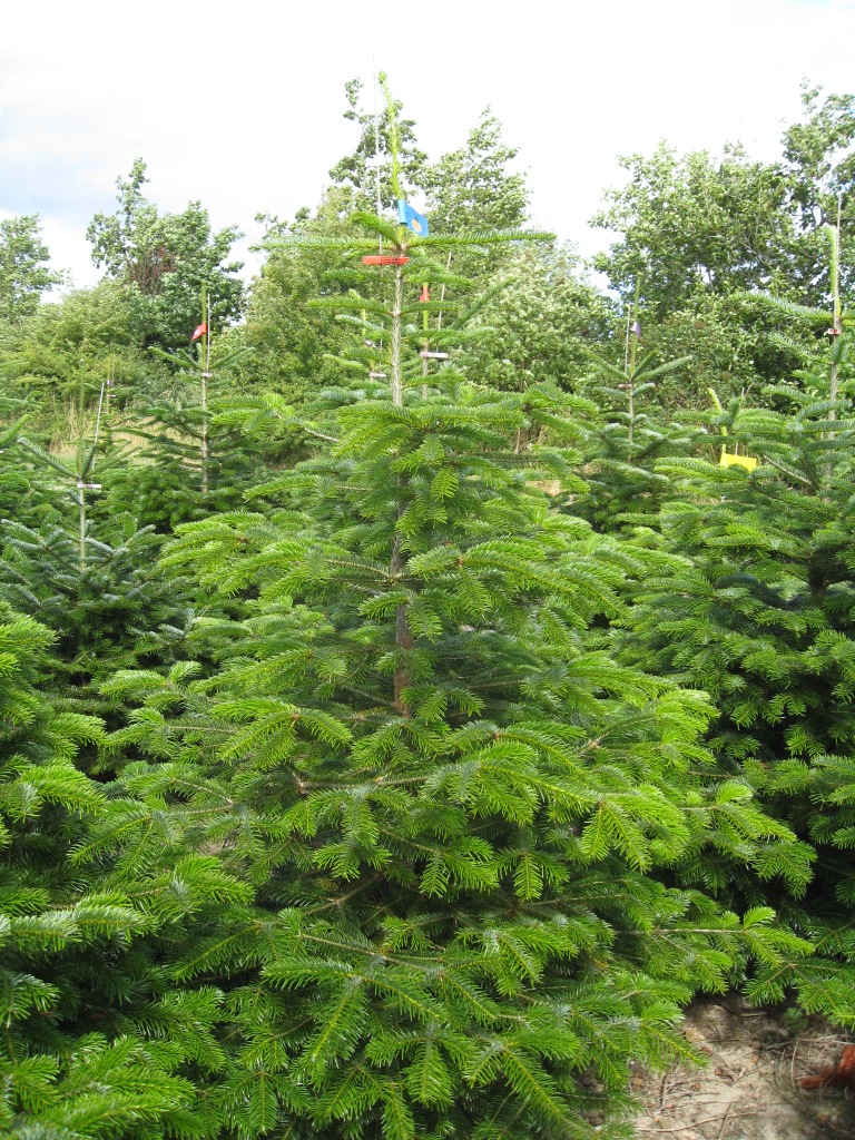 Пихта нордманская Стандарт срезанная